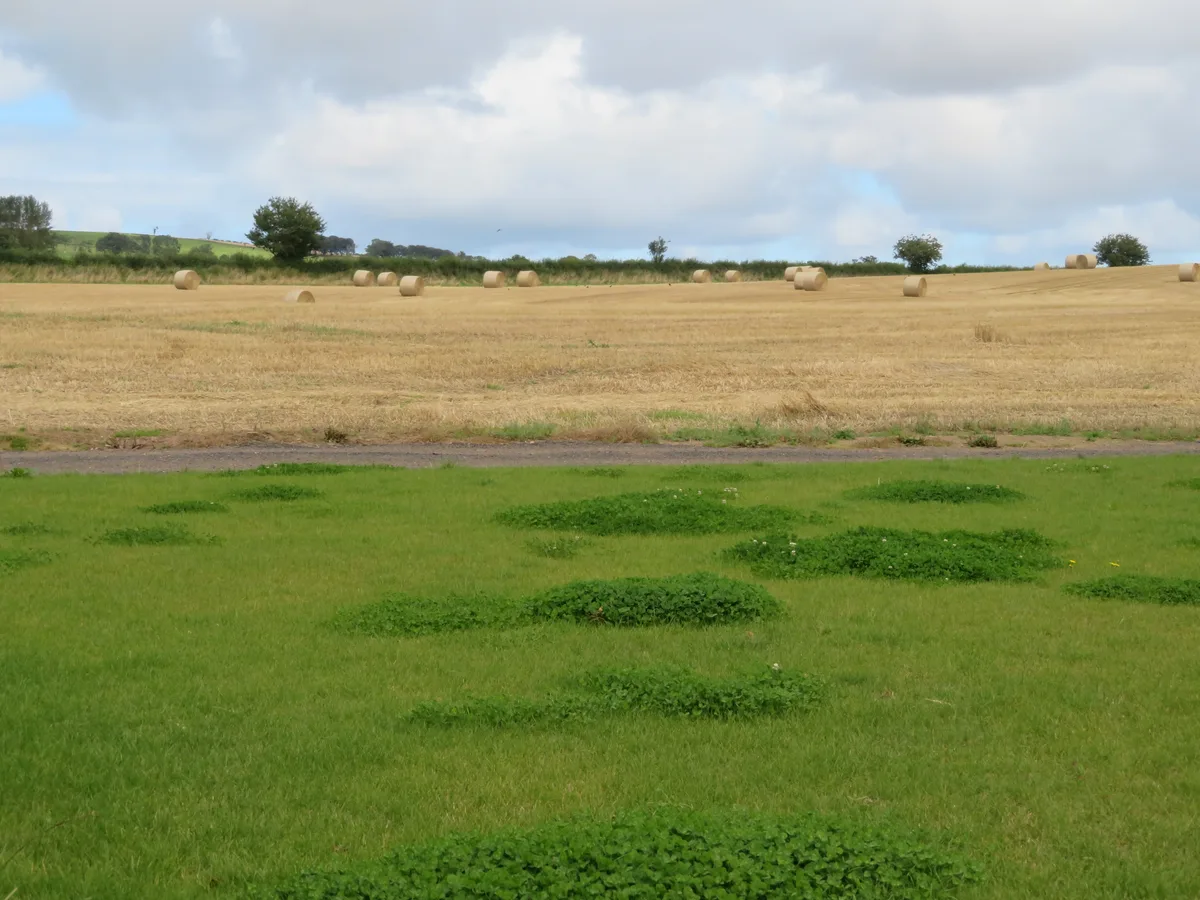 A mown lawn with several darker green, flatter patches of white clover spreading through the grass