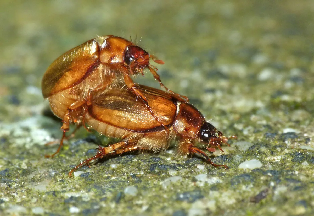 Two brown grass grub beetles, the adult form of the New Zealand grass grub, on concrete