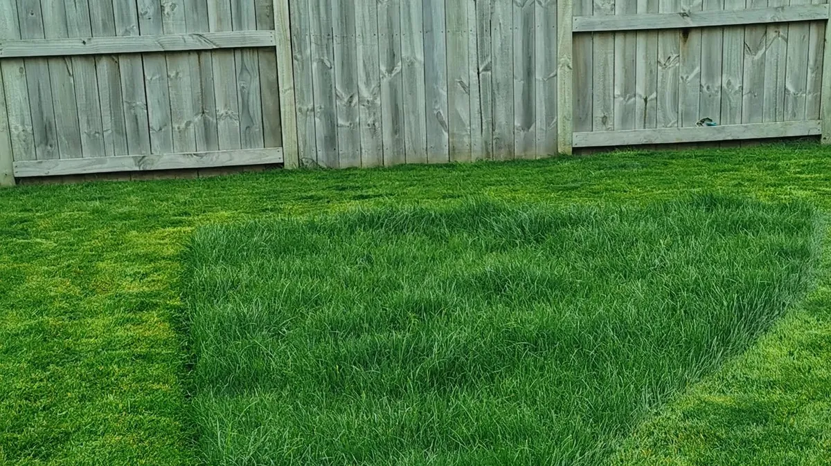 A Hamilton backyard lawn half mown, showing a block of long ryegrass next to the freshly cut grass along a paling fence
