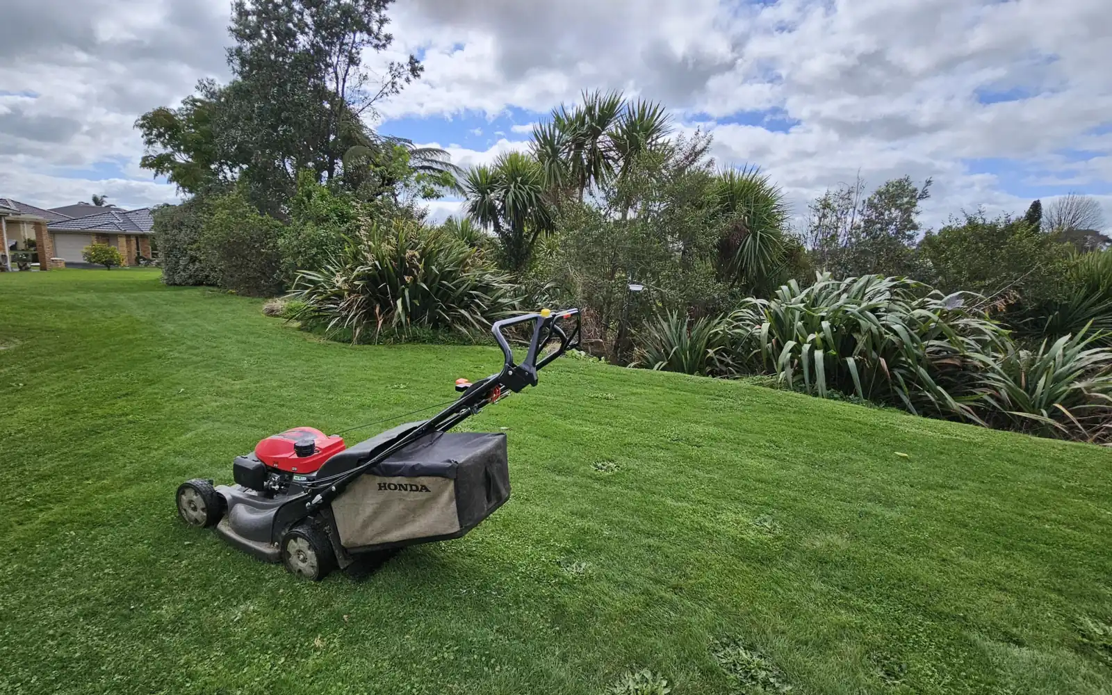 Freshly mown Hamilton lawn