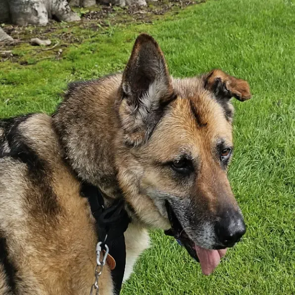 Thor - The Real Boss, Gecko Lawns' dog
