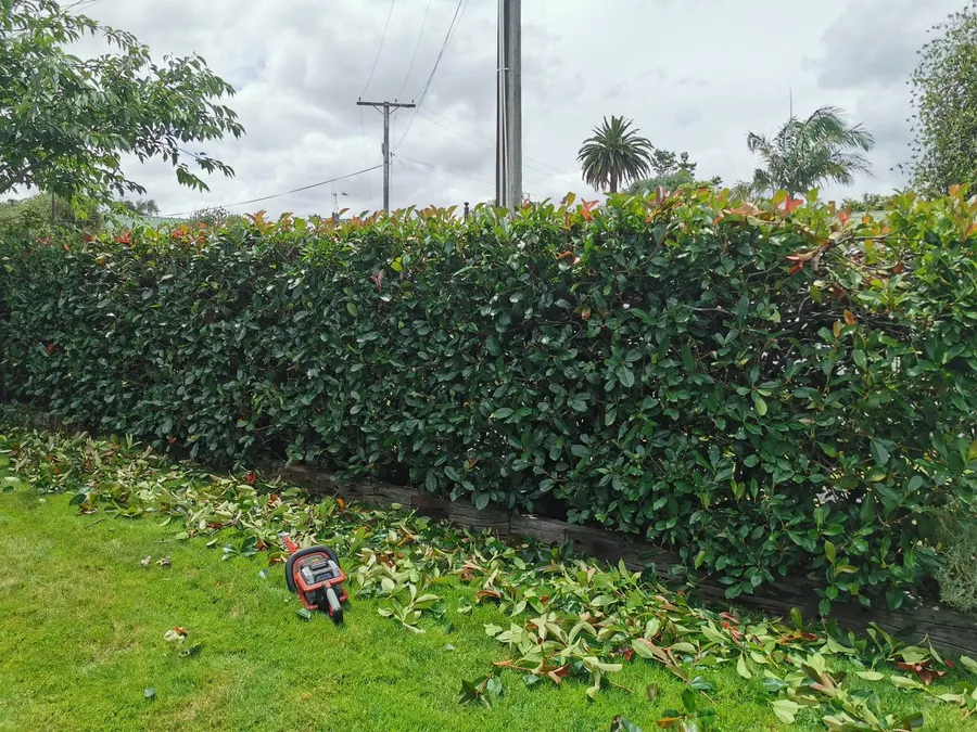 Tall photinia hedge freshly trimmed, hedge trimmer and clippings on the lawn